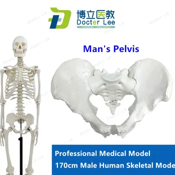 Meditsiinilise standard, fine arts ja meditsiin 170CM skelett mudel inimese .skelett mudel
